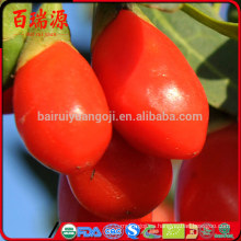 Fruta fresca goji berry goji berry fiyat goji bayas vietnam